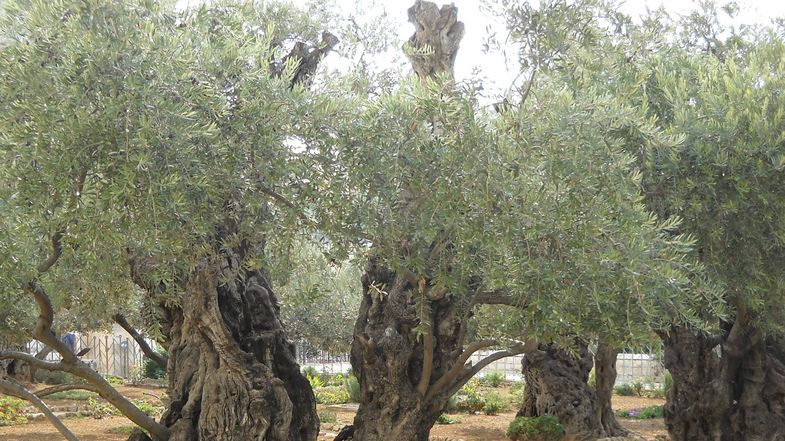 Ein geteilter Olivenbaum in Israel, Foto: Harald Samuel.